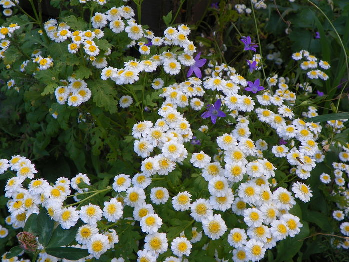 tanacetum parthenium