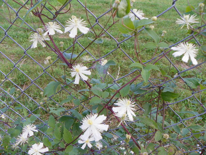 clematis Summer Snow