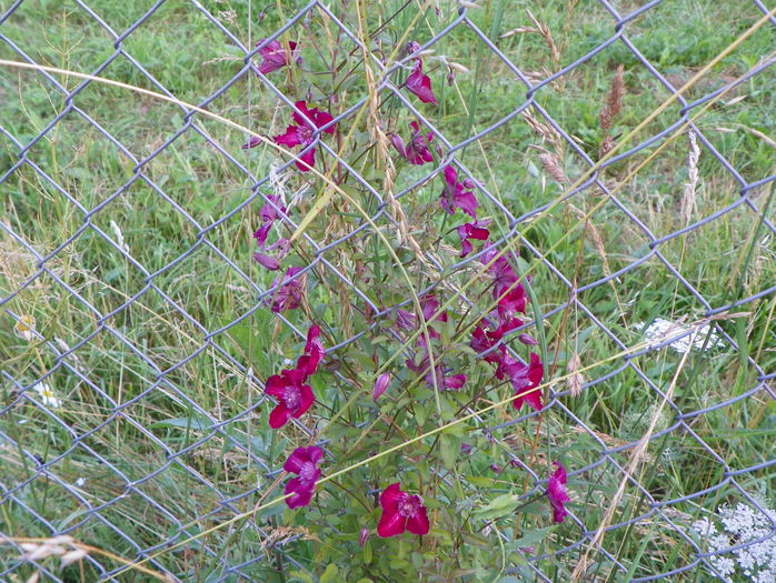 clematis Avant Garde