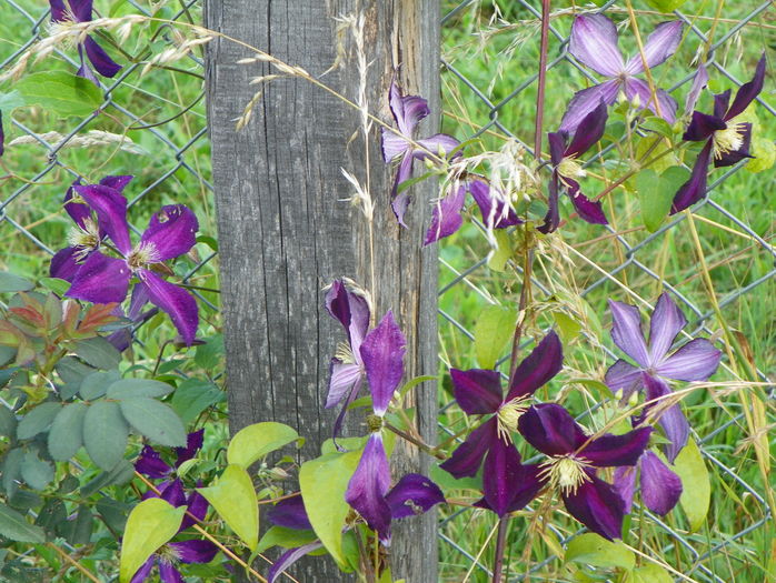 clematis Mikelite