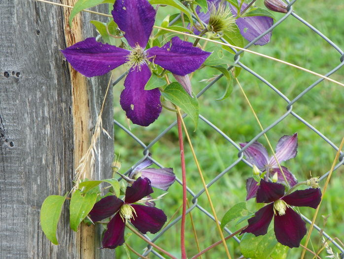 clematis Mikelite