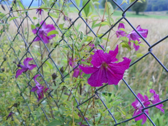 clematis Abundance