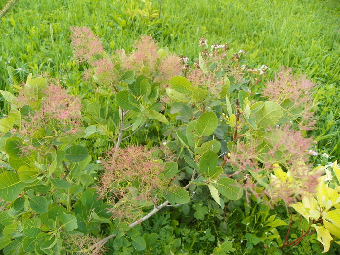 cotinus cogg. Young Lady