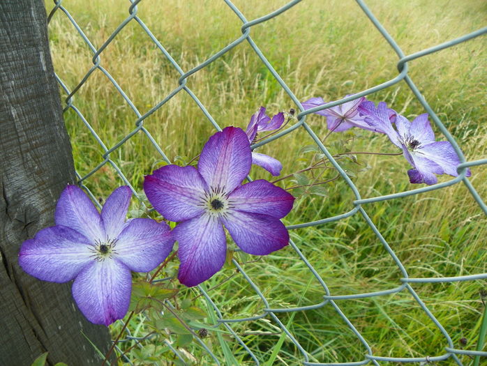 clematis Venosa Violacea