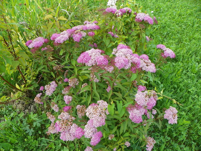 spiraea Crispa