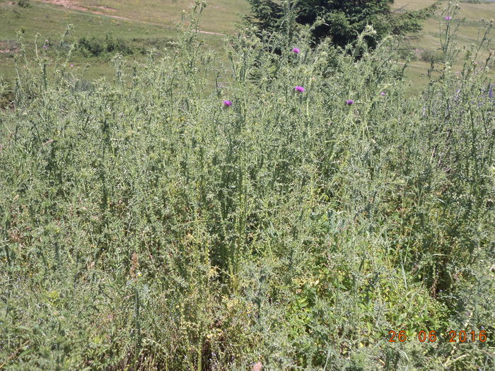 Palamida la gramada - PLANTE SI FRUNZE DE ARBORI IN HRANA CAPRELOR