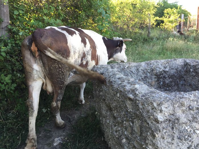 Mercuta - Vacutele si capritele la pascut-2