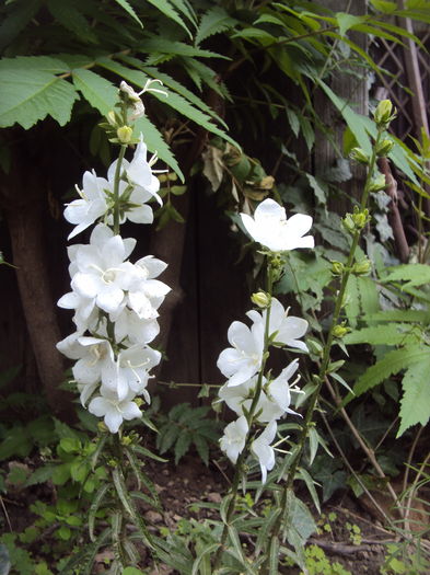 DSC02512 - Campanula