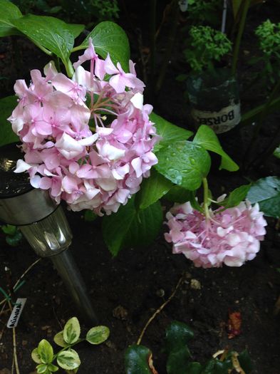 Hortensie roz - Plantele mele de gradina