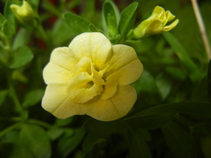 Calibrachoa Double Yellow (2016, Jun.20)
