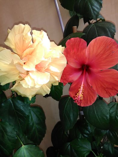 IMG_20160706_163441 - Hibiscus 2015-2022