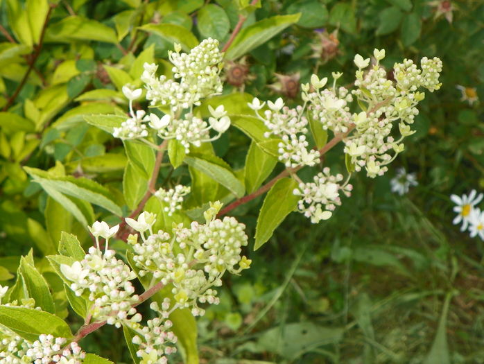 hydrangea grandiflora