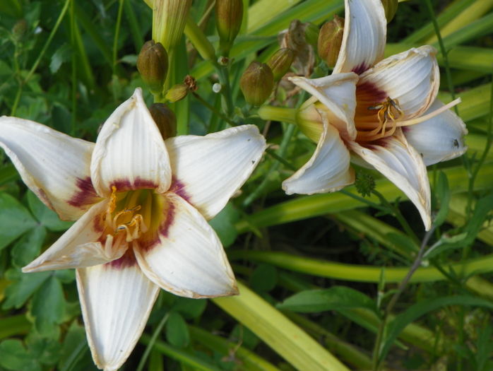 hemerocallis Raspberry Candy