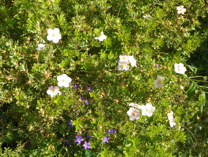 potentilla Lovely Pink