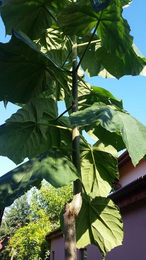 20160714_074801; Paulownia Tomentosa
