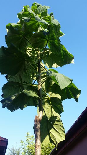 20160714_074805; Paulownia Tomentosa
