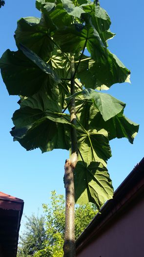 20160714_074808; Paulownia Tomentosa
