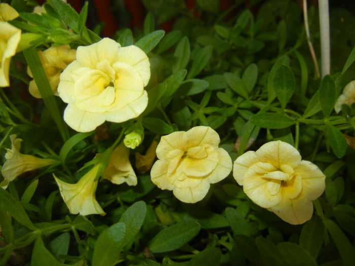 Calibrachoa Double Yellow (2016, Jul.02)