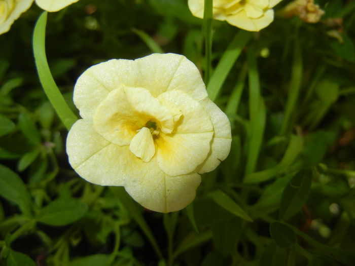 Calibrachoa Double Yellow (2016, Jul.06)