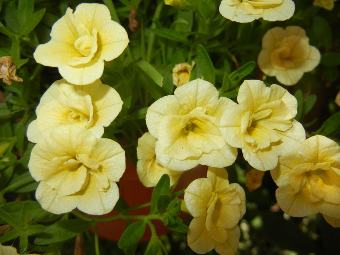 Calibrachoa Double Yellow (2016, Jul.06)