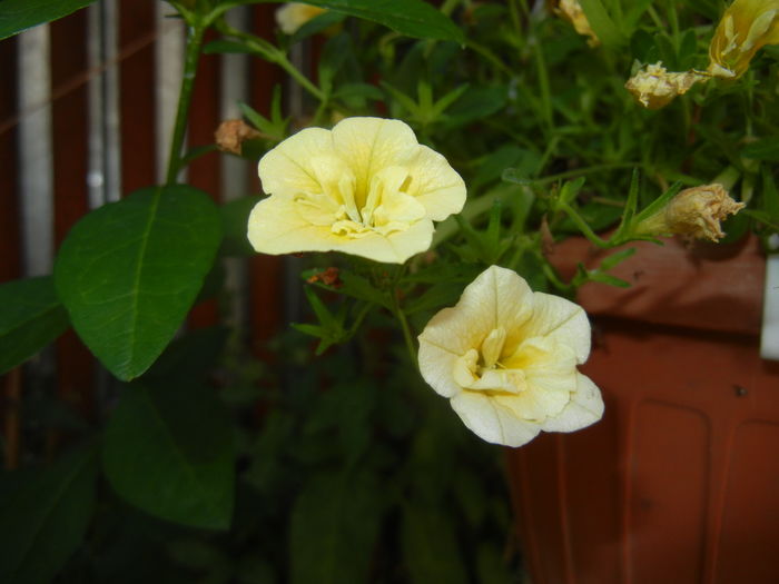 Calibrachoa Double Yellow (2016, Jul.14)