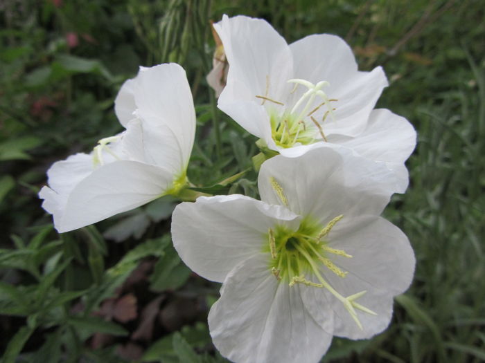 oenothera speciosa