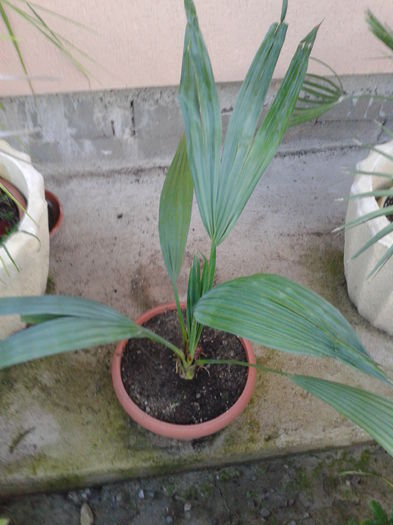 Rhapidophyllum histrix