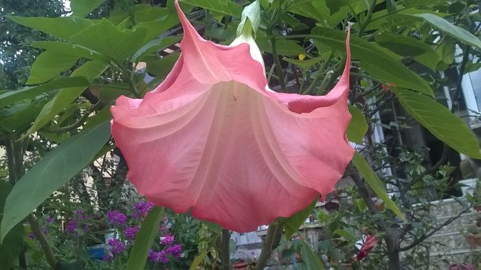 WP_20160720_19_19_37_Pro - Brugmansia