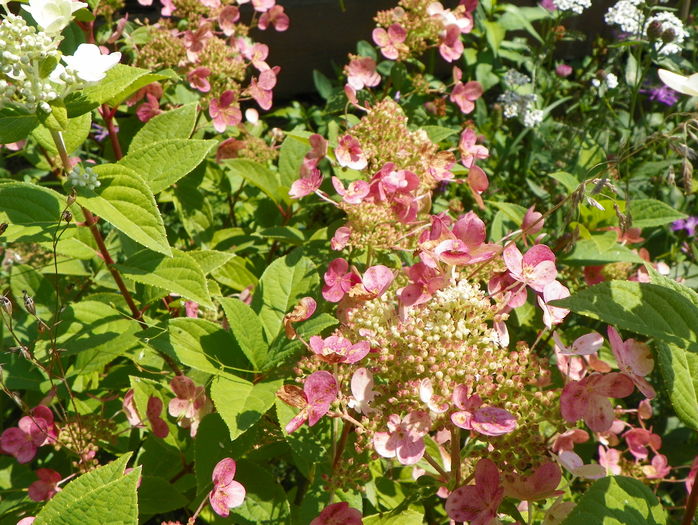 hydrangea Early Sensation