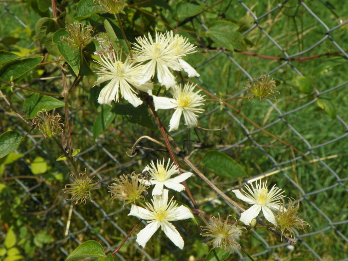 clematis Summer Snow