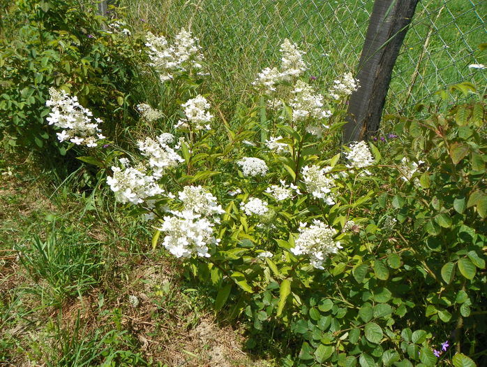 hydrangea Grandiflora