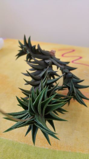 haworthia tortuosa v. tortella