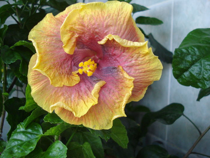 DSC06170 - HIBISCUS 2016