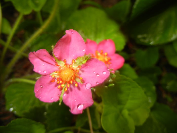 Strawberry Flower (2016, April 19)