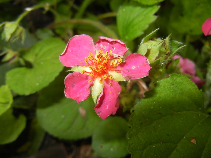 Strawberry Flower (2016, May 06)
