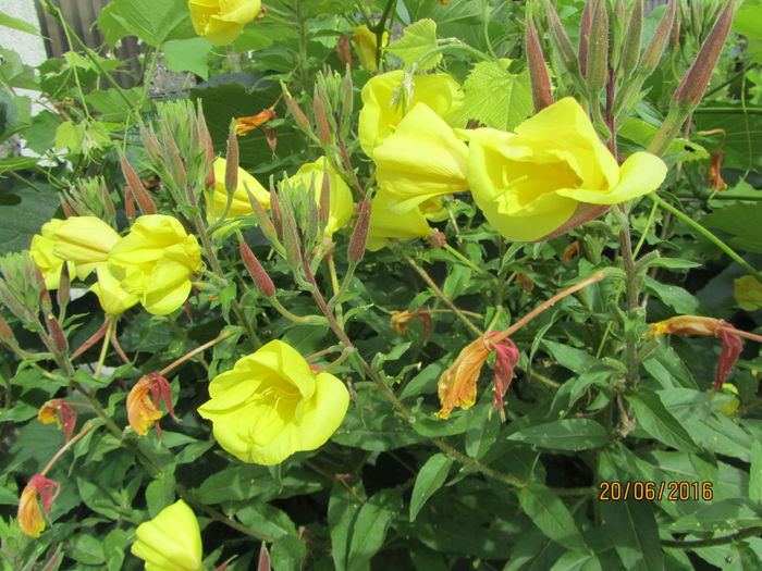 Oenothera