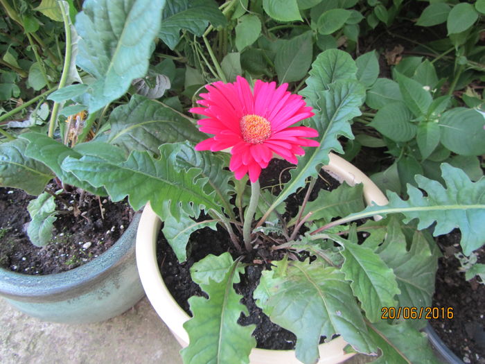 Gerbera