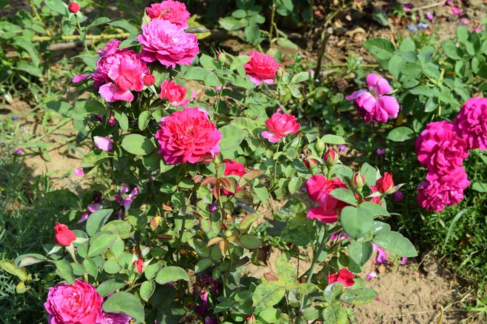Sophy's Rose - 2016_August in Gradina mea
