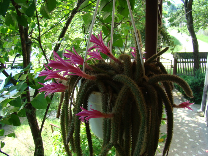 Aporocactus Flageliformis