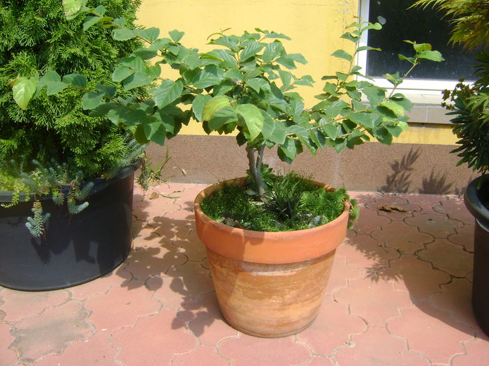 Arbore magic persan (Parrotia persica) - Bonsai si prebonsai 2016-2017