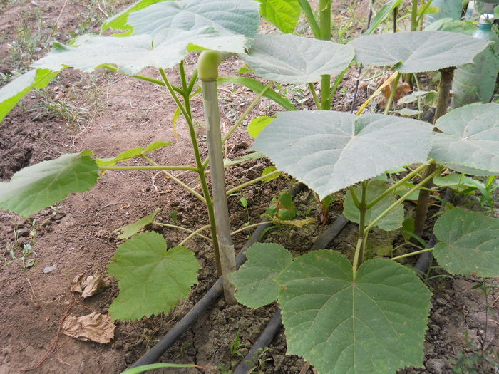 paulownia Fortunei radacina 1 an 10lei