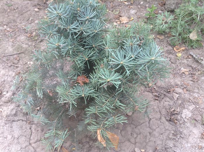 Abies concolor compacta - Flori 2016