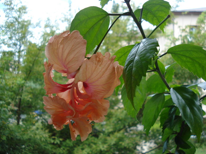 DSC06210 - HIBISCUS 2016