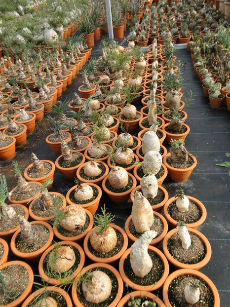  - Cactus Nursery Ariane - Belgia