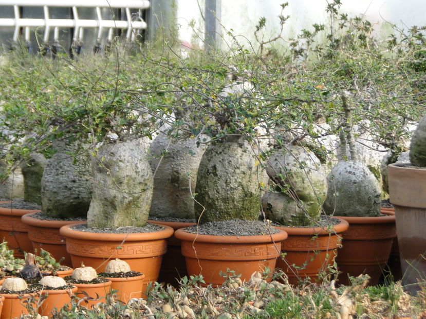  - Cactus Nursery Ariane - Belgia