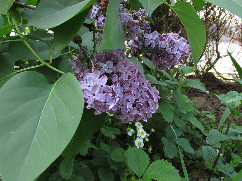 1 mai 2016 liliac