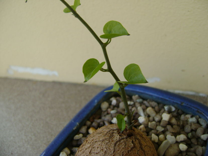 Dioscorea elephantipes; 22 aug. 2016
