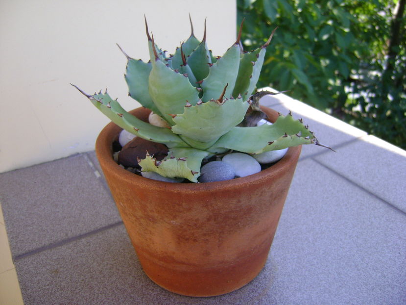 Agave seemanniana