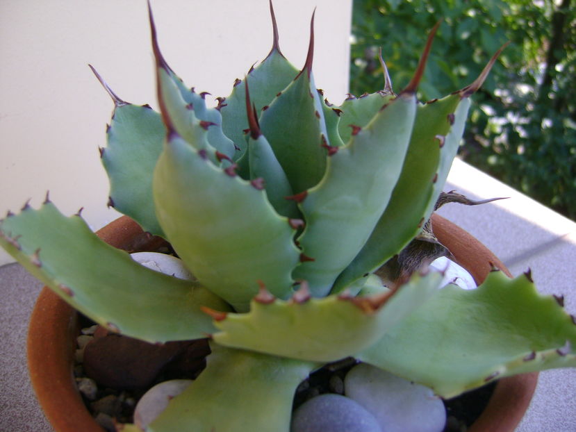 Agave seemanniana