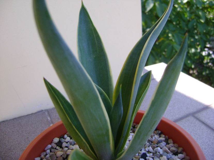 Agave desmettiana